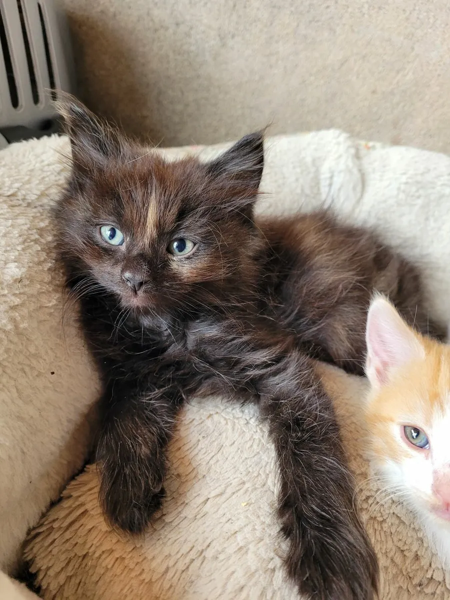 Long haired Kitten - Image 2