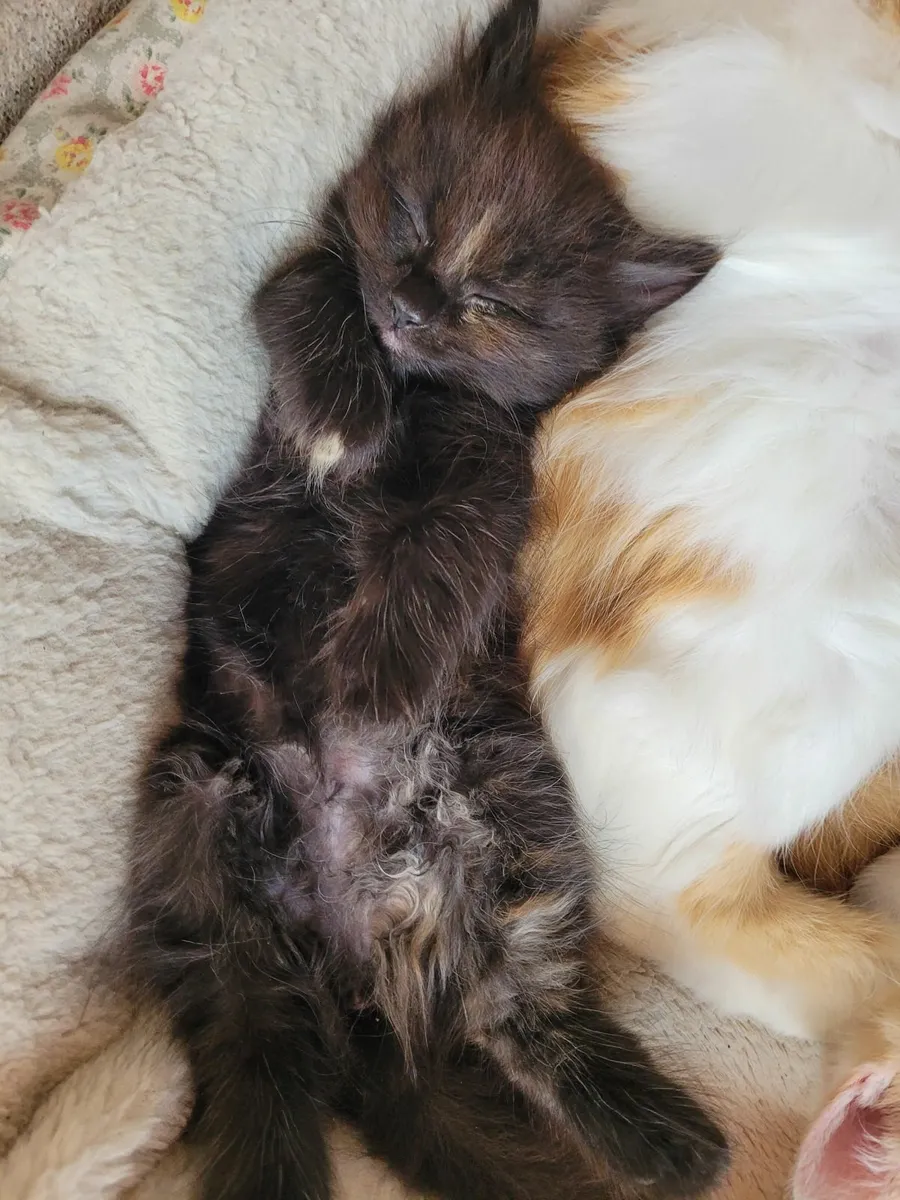 Long haired Kitten - Image 3