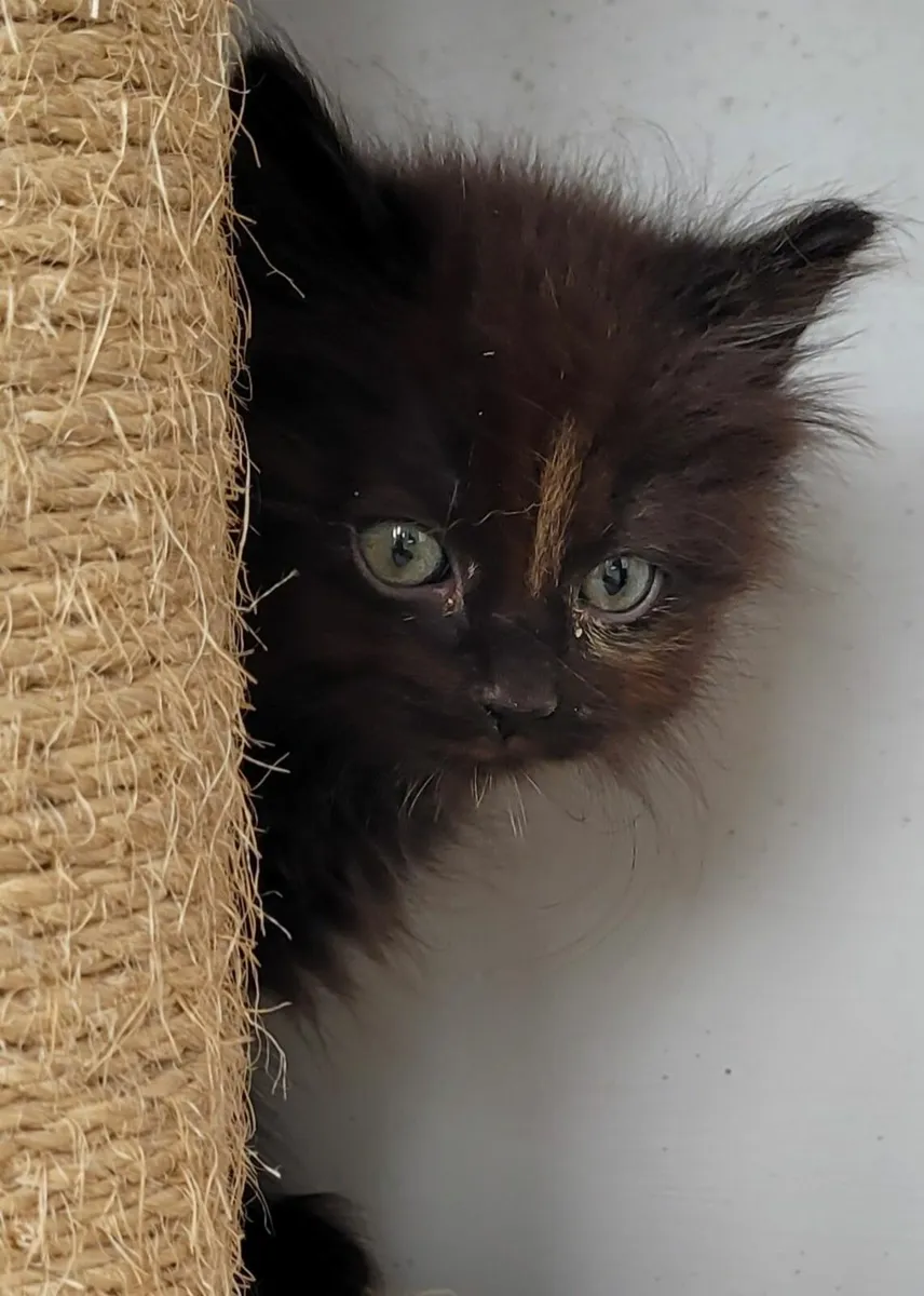 Long haired Kitten - Image 4