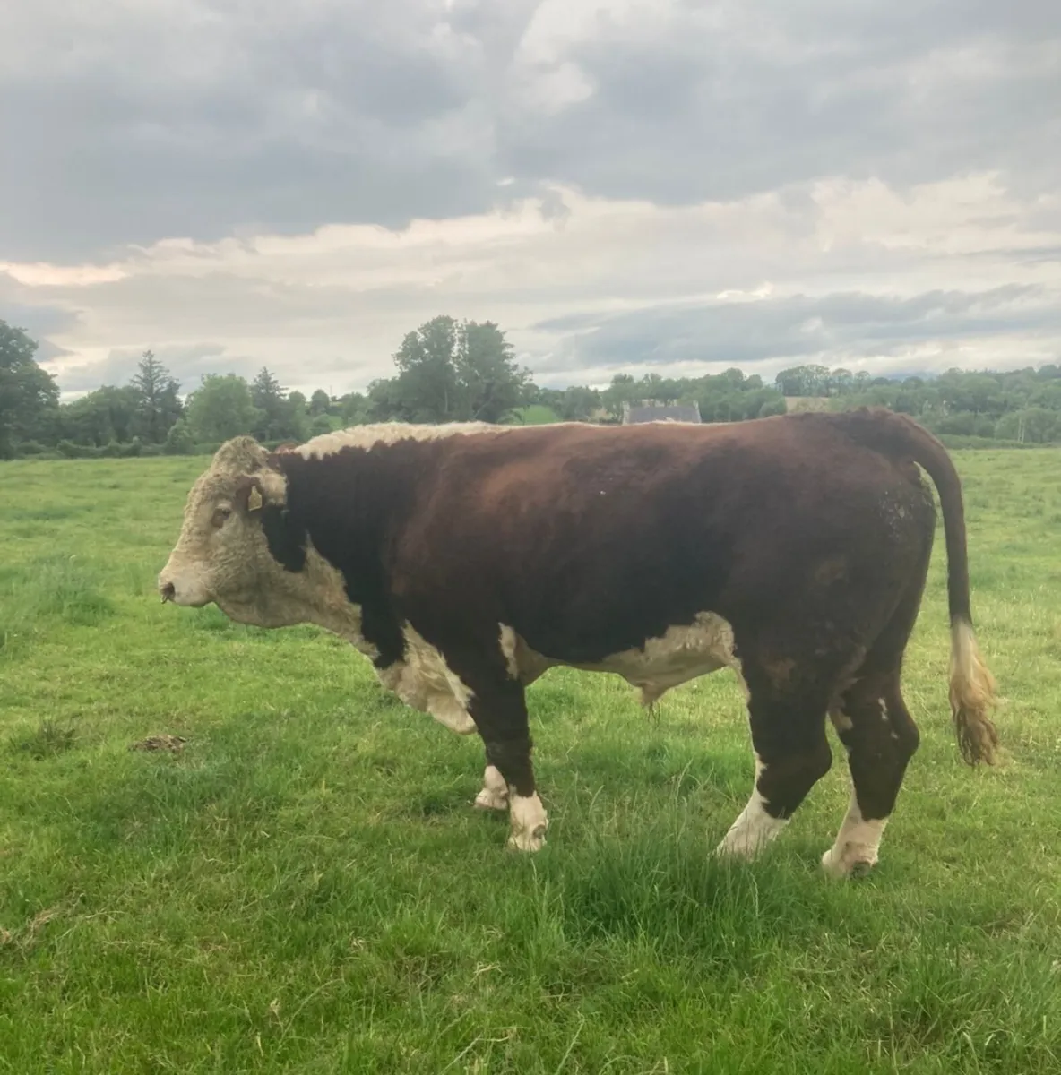Bulls - Image 1