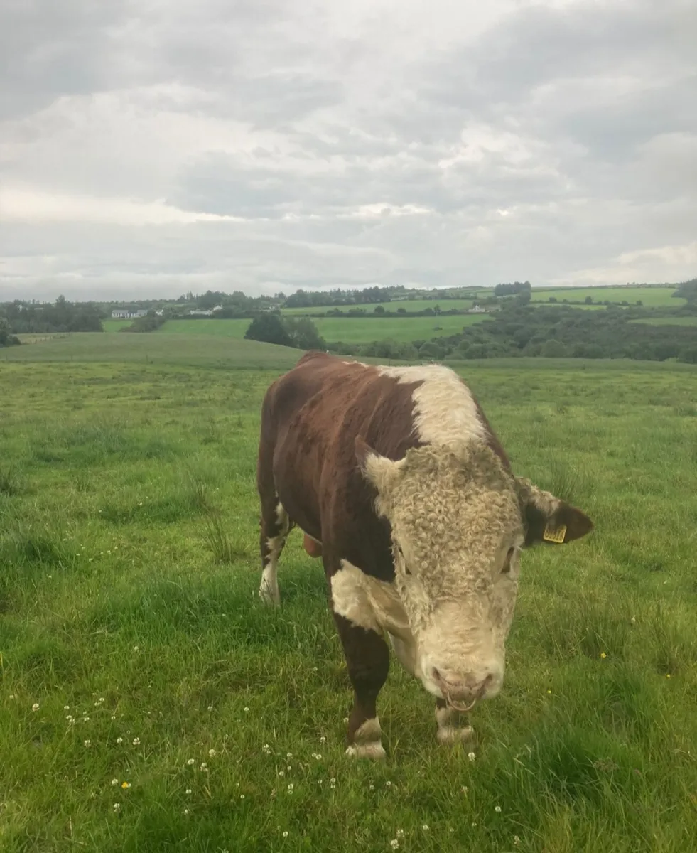 Bulls - Image 2