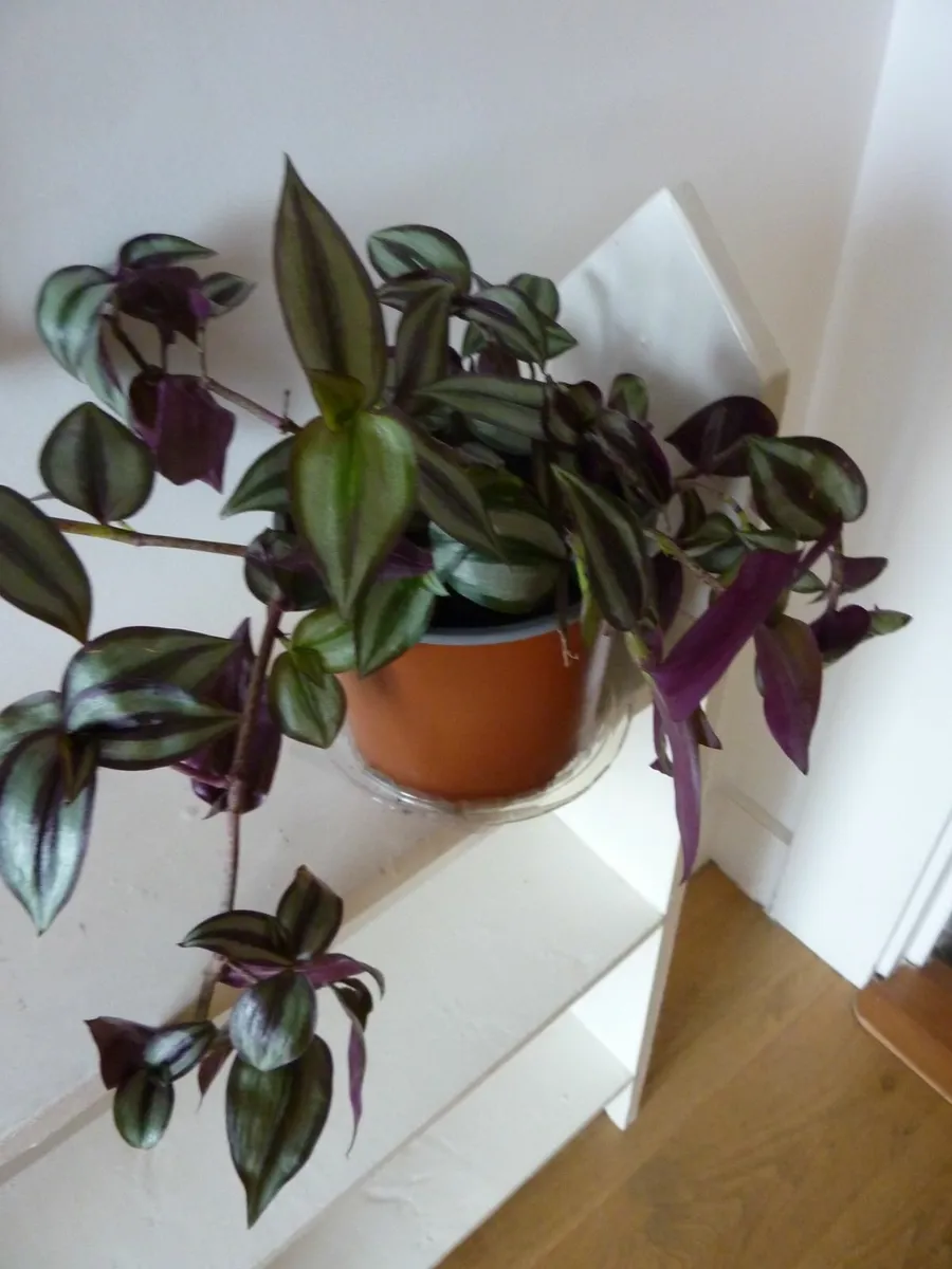Wandering Dude - Tradescantia Zebrina