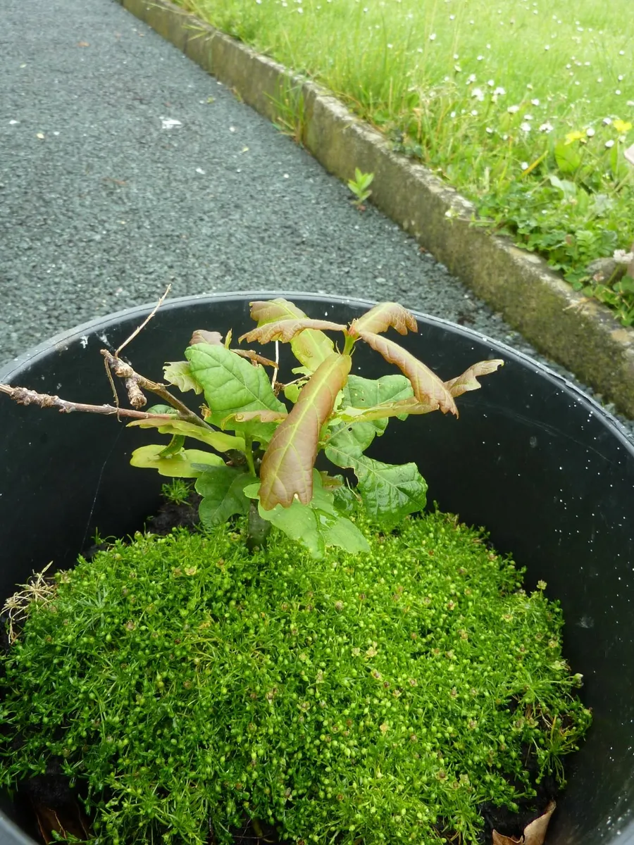 Oak tree for sale