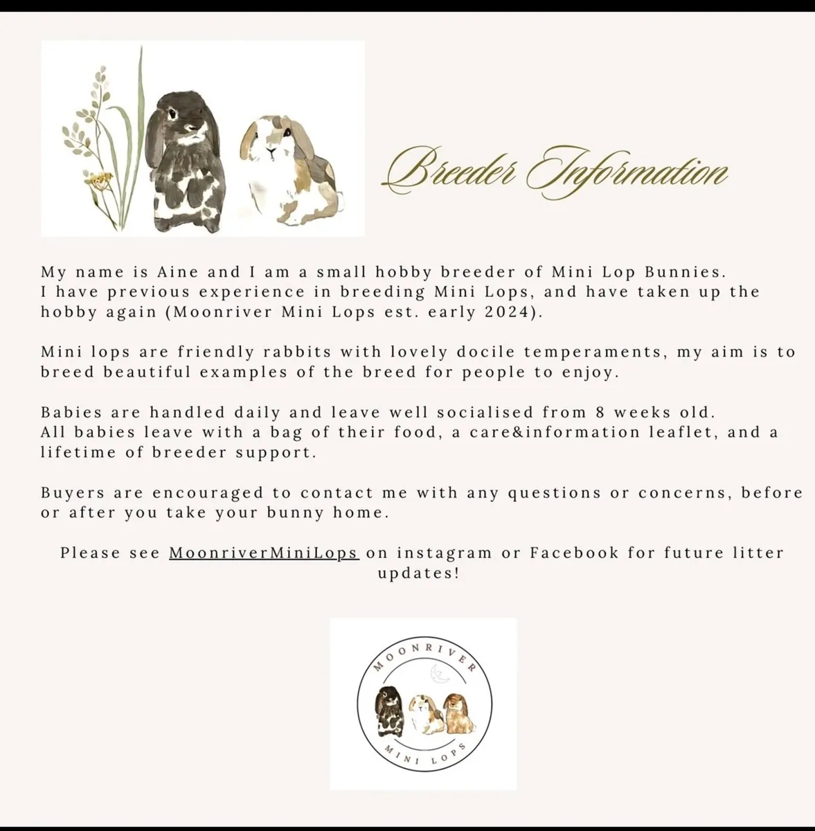 Mini Lop Bunnies - MoonriverMiniLops - Image 3