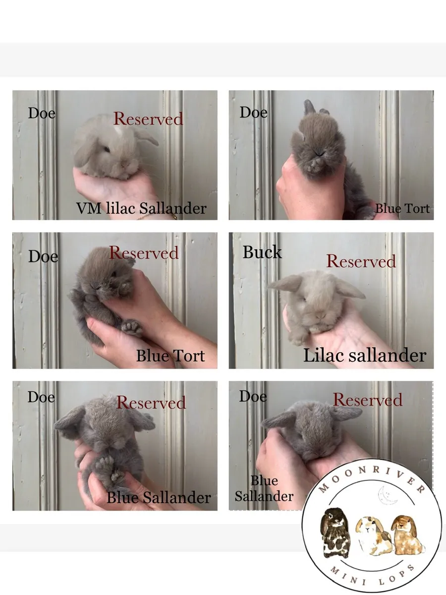 Mini Lop Bunnies - MoonriverMiniLops - Image 4