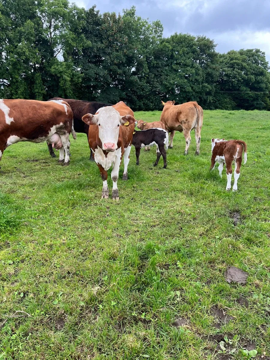 Limousine Springers - Image 1