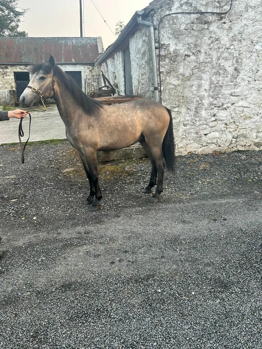 Horse - Image 1