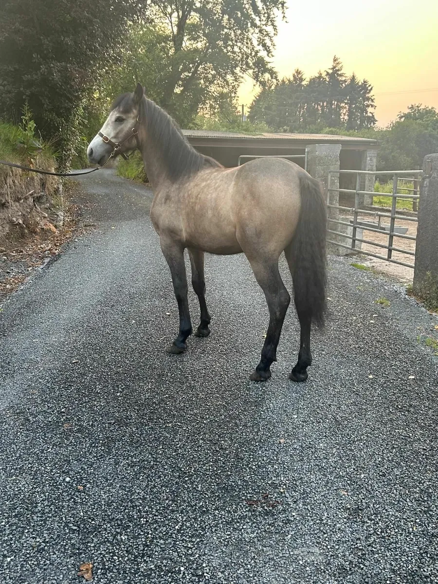 Horse - Image 2