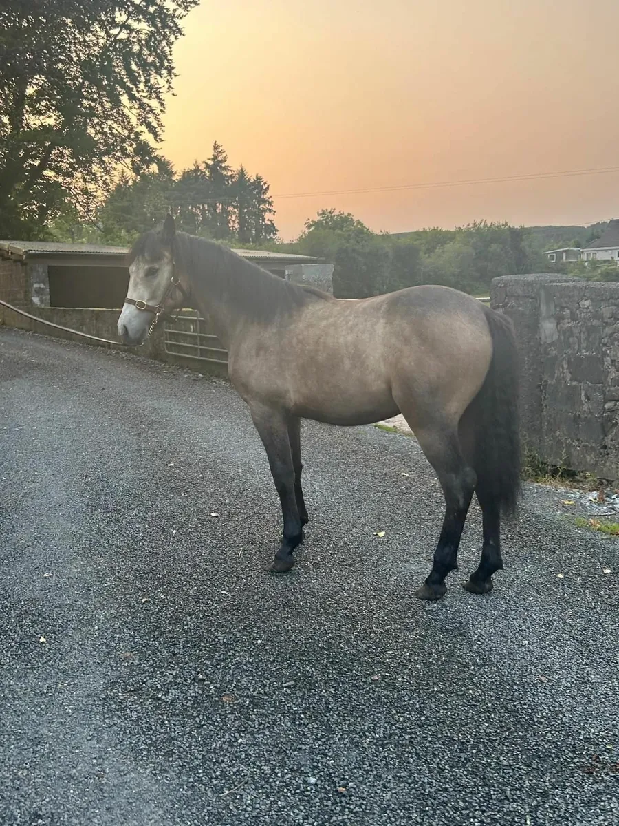 Horse - Image 3