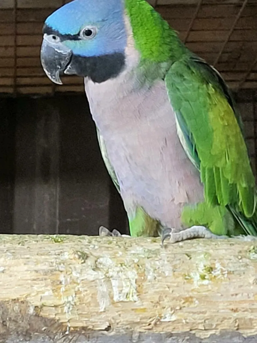 Selection of birds - Image 1