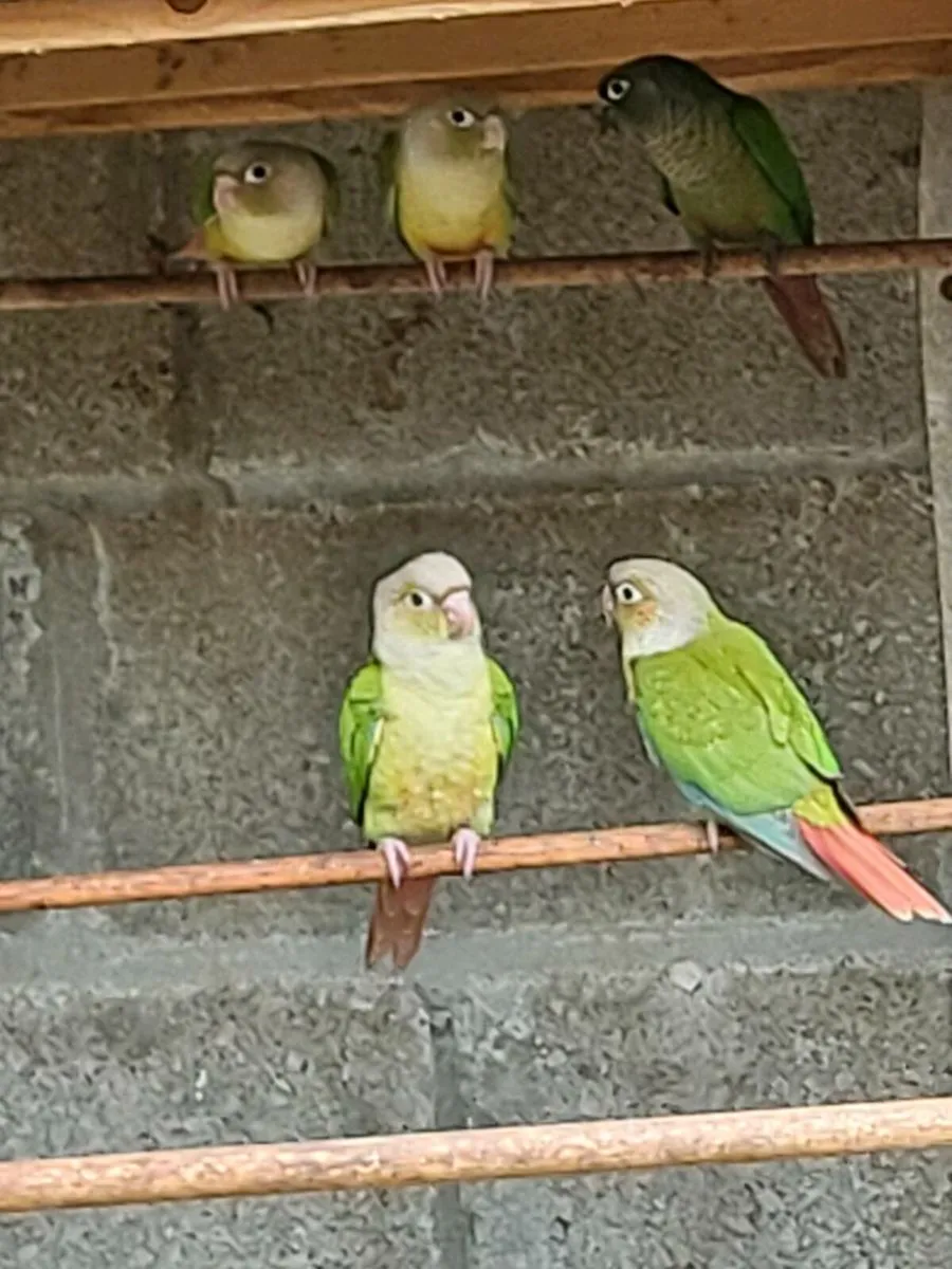 Selection of birds - Image 3