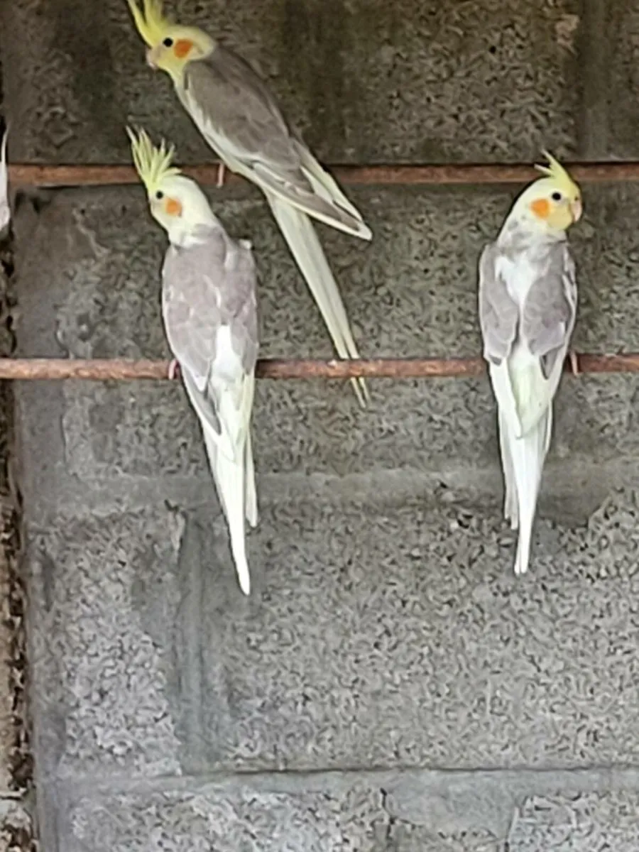 Selection of birds - Image 4