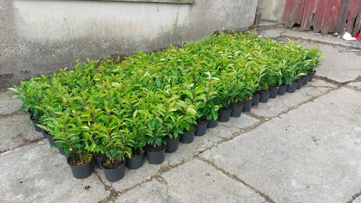 Portuguese Laurel - Image 4