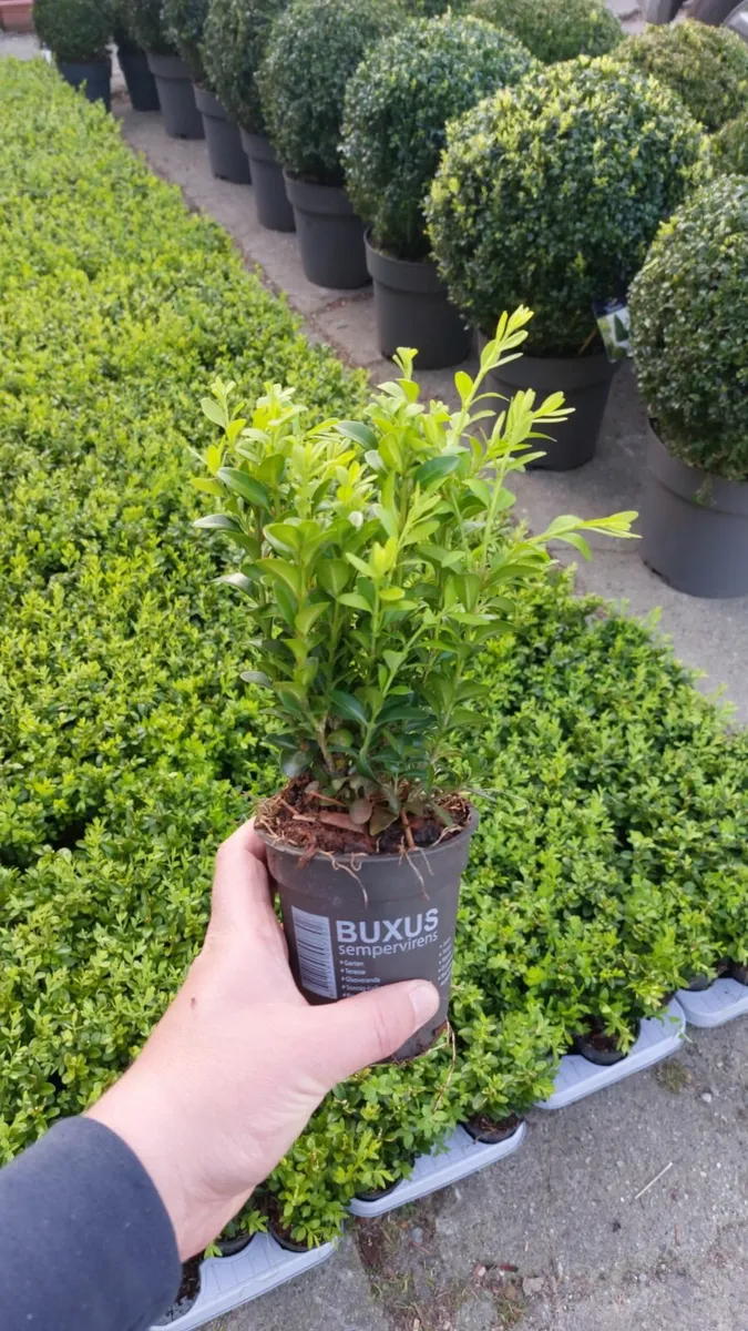 Box Hedging - Image 3