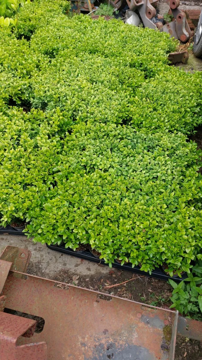 Box Hedging - Image 2