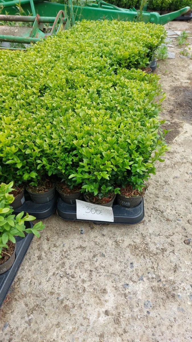Box Hedging - Image 3