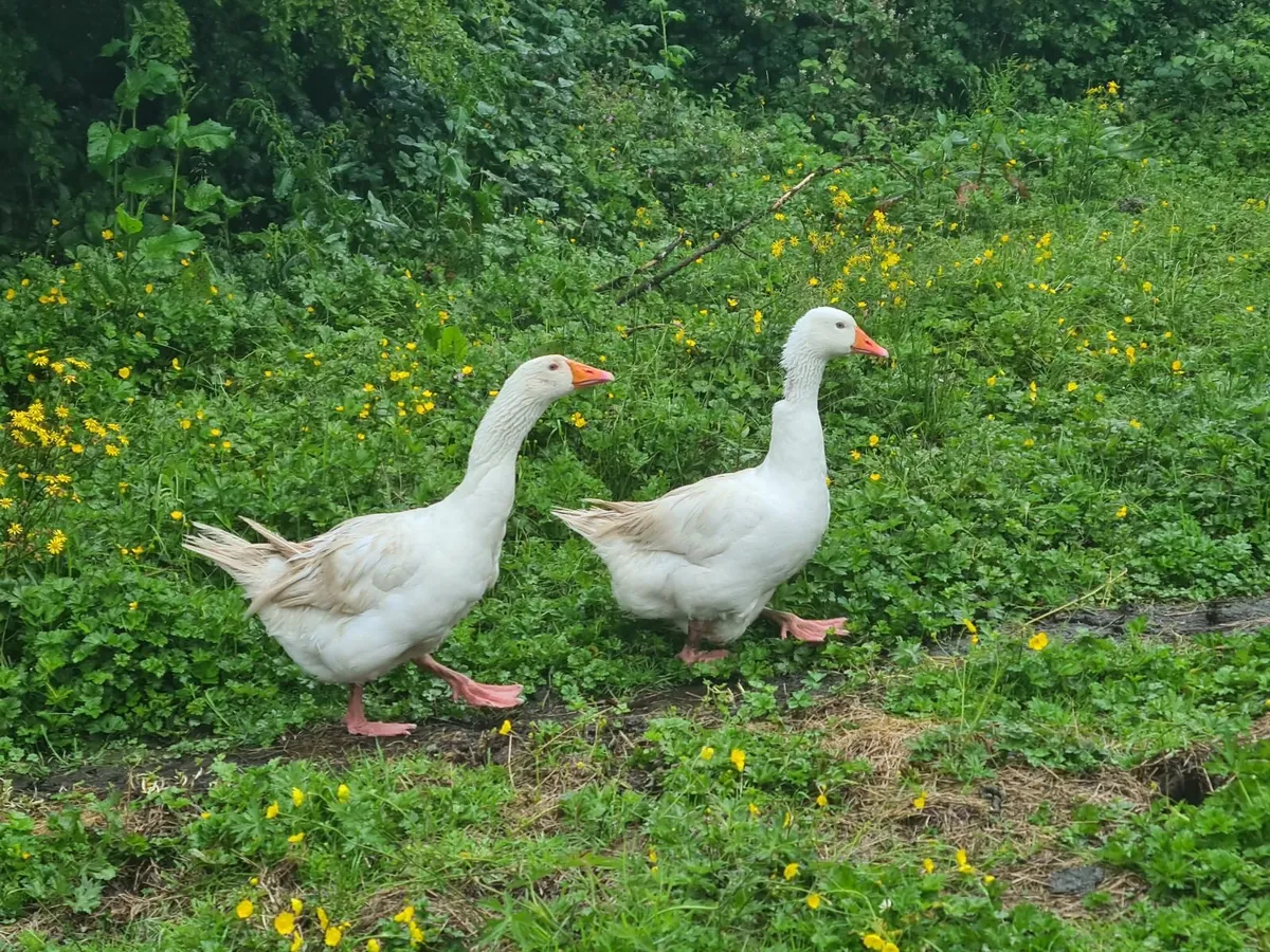 Pair of Geese - Image 1