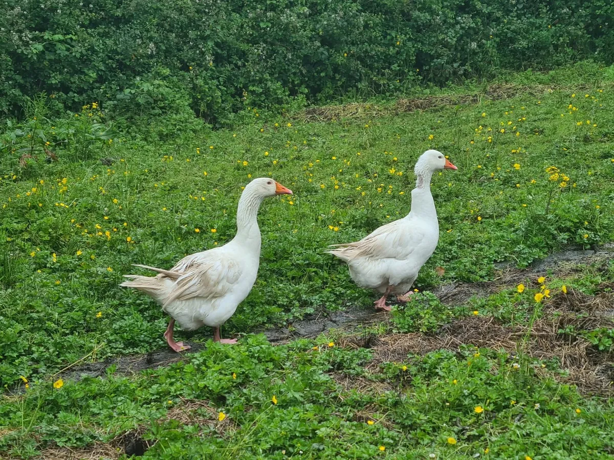 Pair of Geese - Image 4