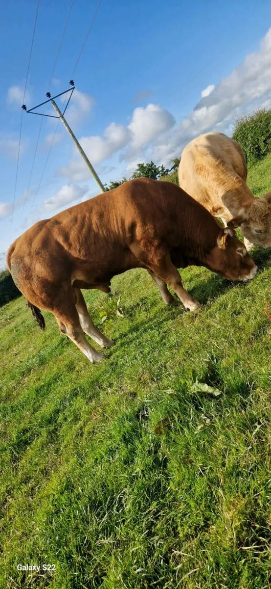 Limousin bull - Image 1