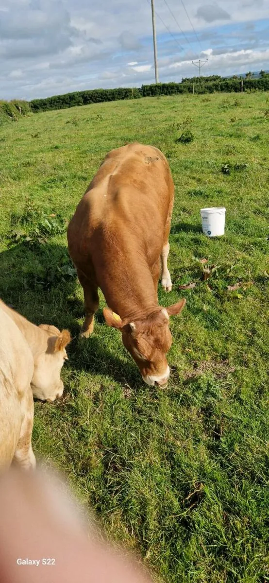Limousin bull - Image 2