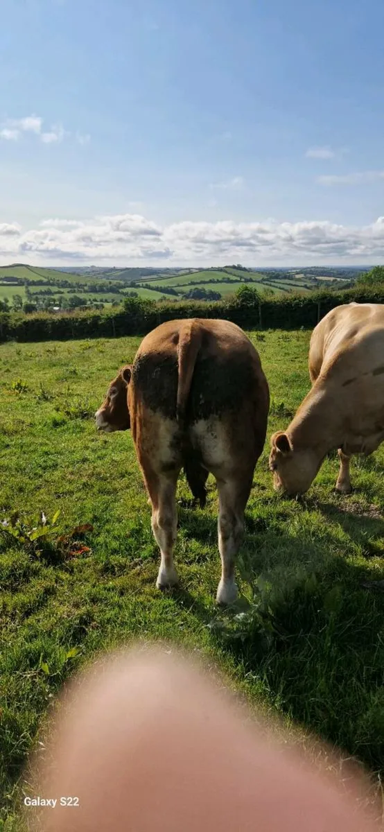 Limousin bull - Image 3