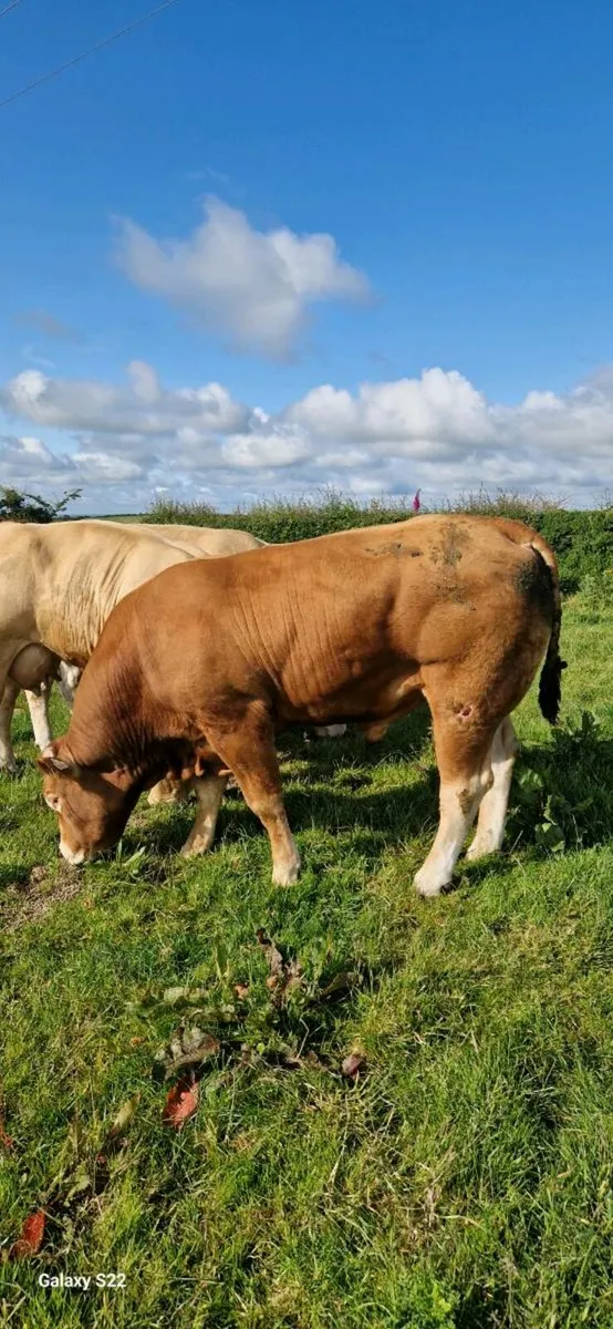Limousin bull - Image 4