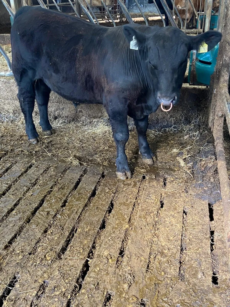 Angus bull - Image 4