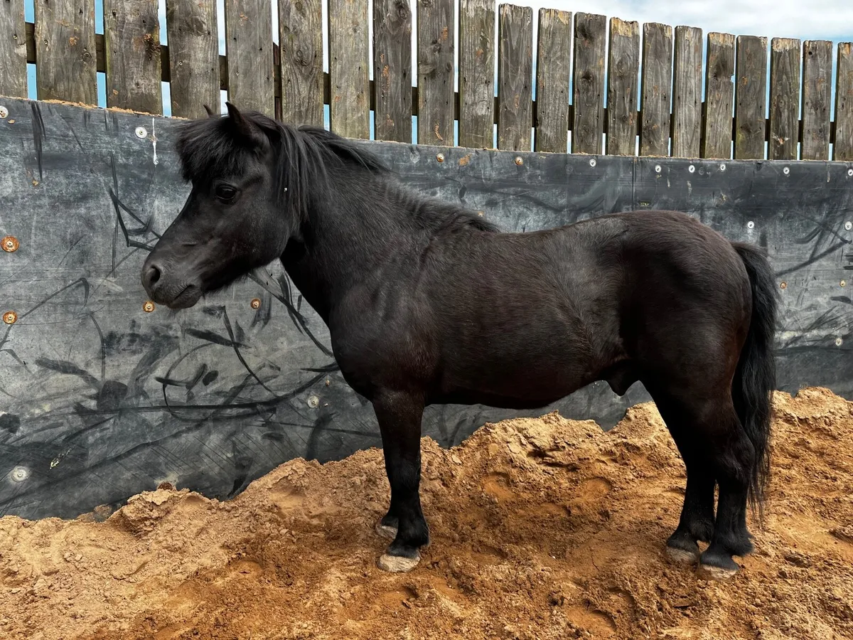 Teaser Pony