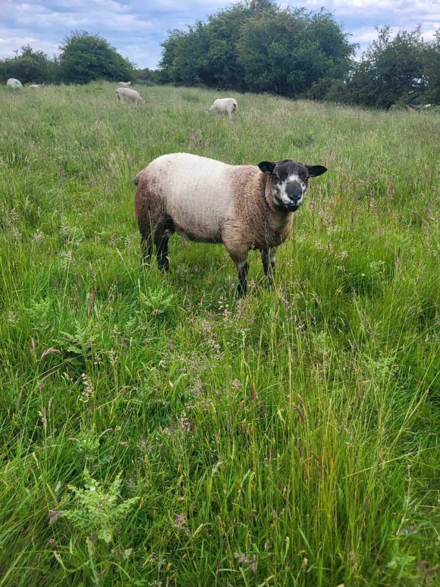 Pbnr ram lamb - Image 2