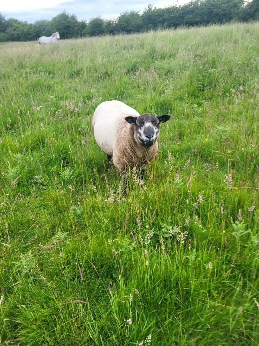Pbnr ram lamb - Image 3