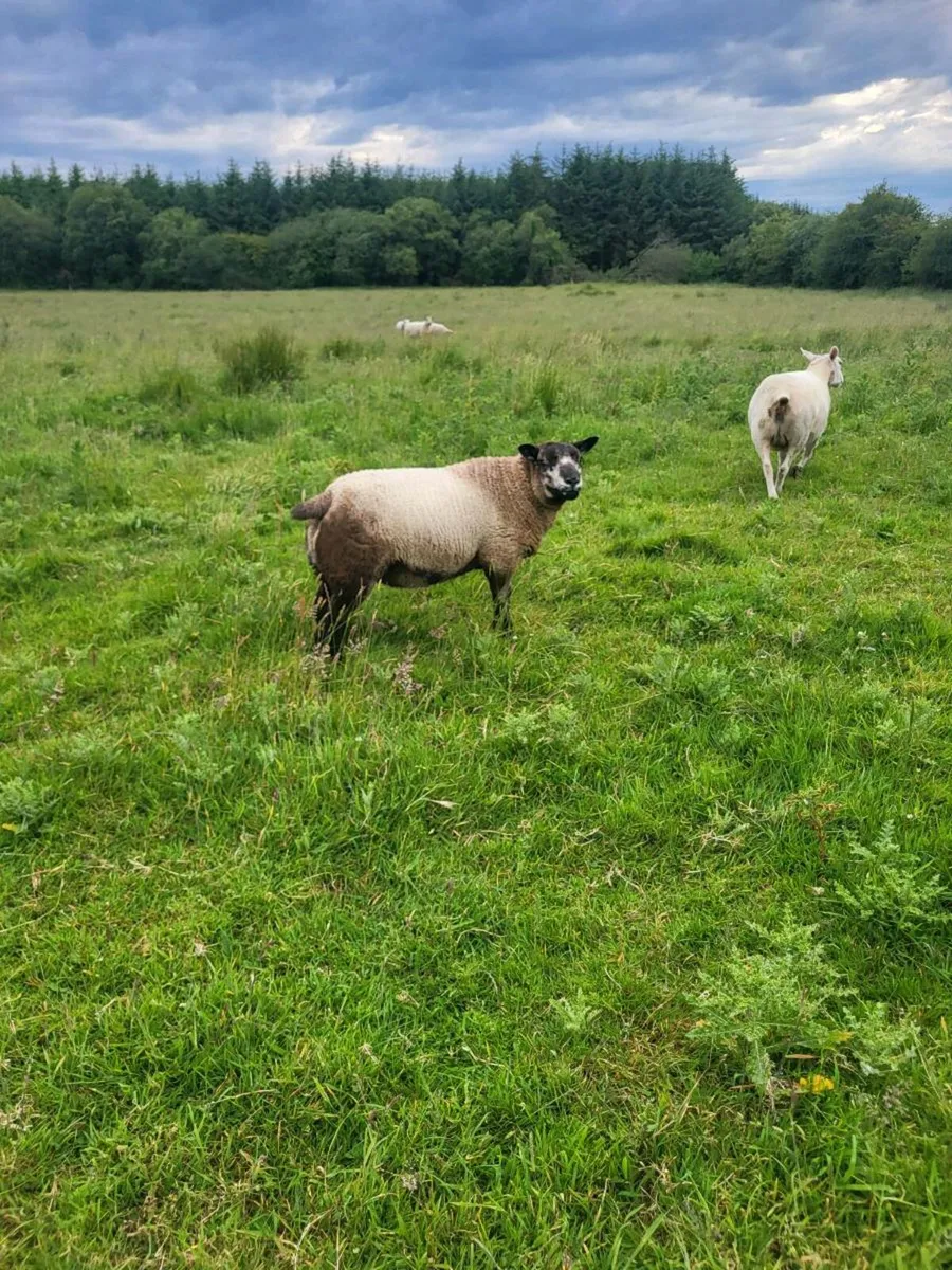 Pbnr ram lamb - Image 4