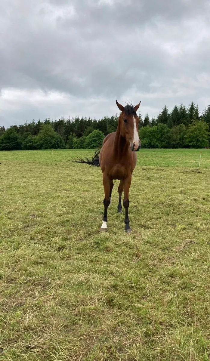 Thoroughbred Filly