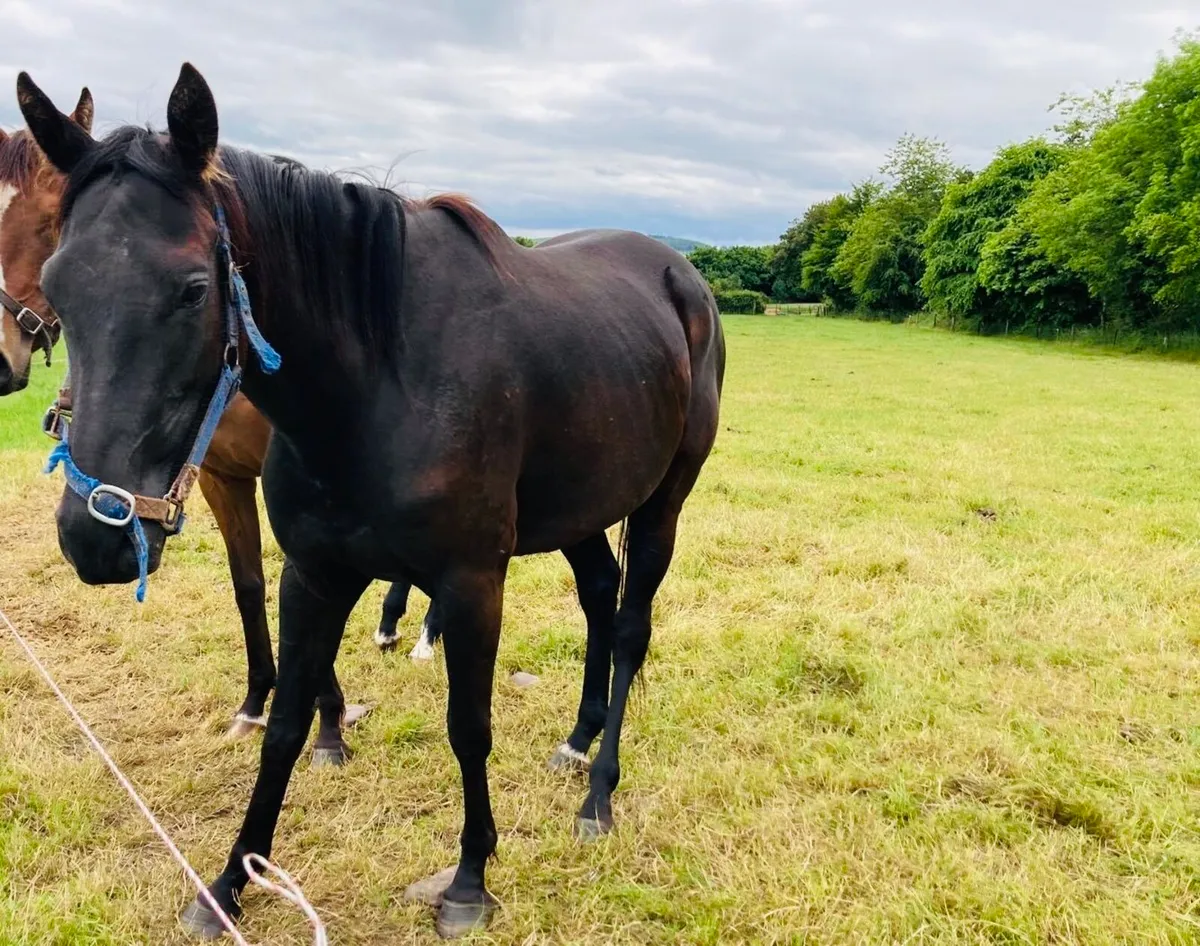 Filly