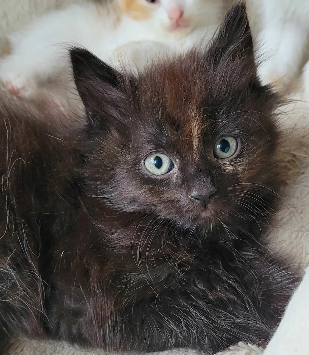Long haired Kitten - Image 2