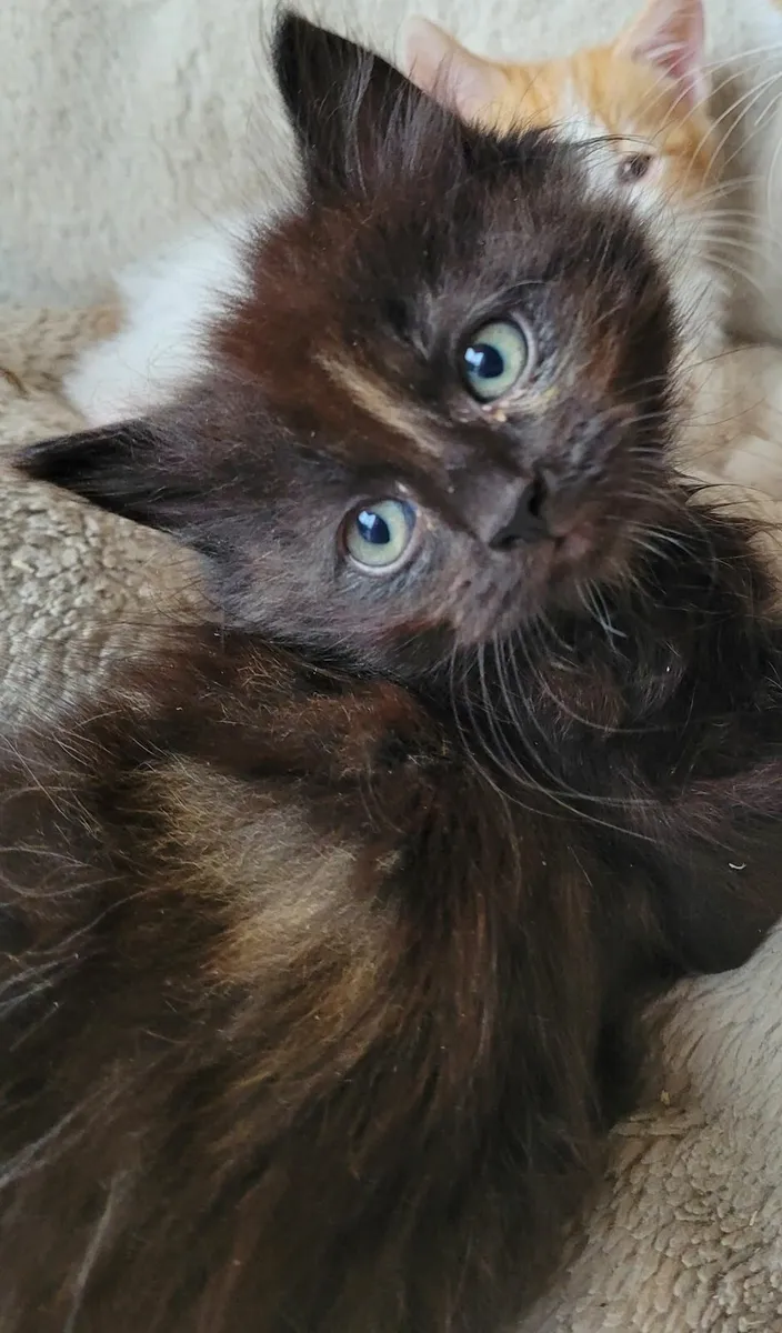 Long haired Kitten - Image 1