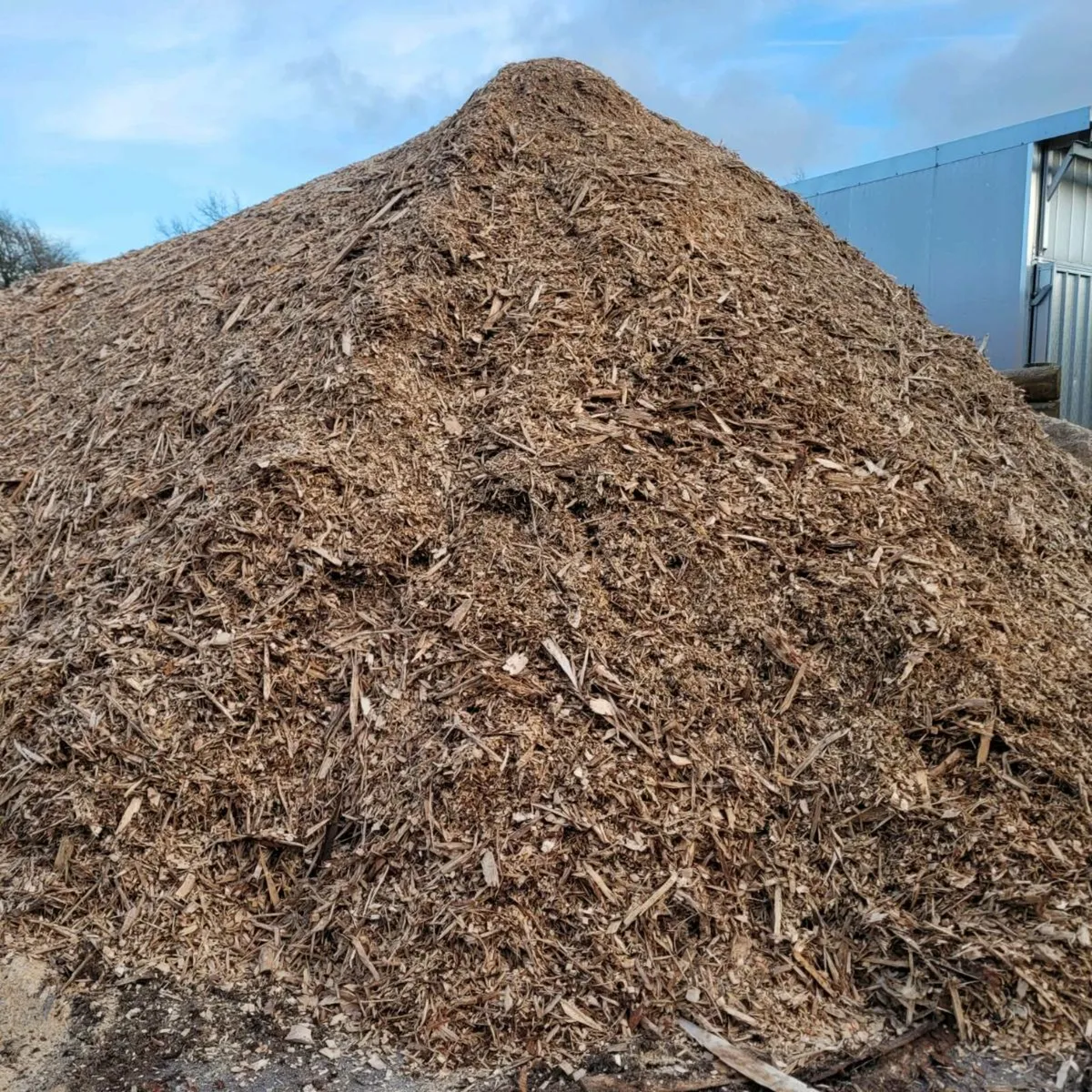 Wood chip