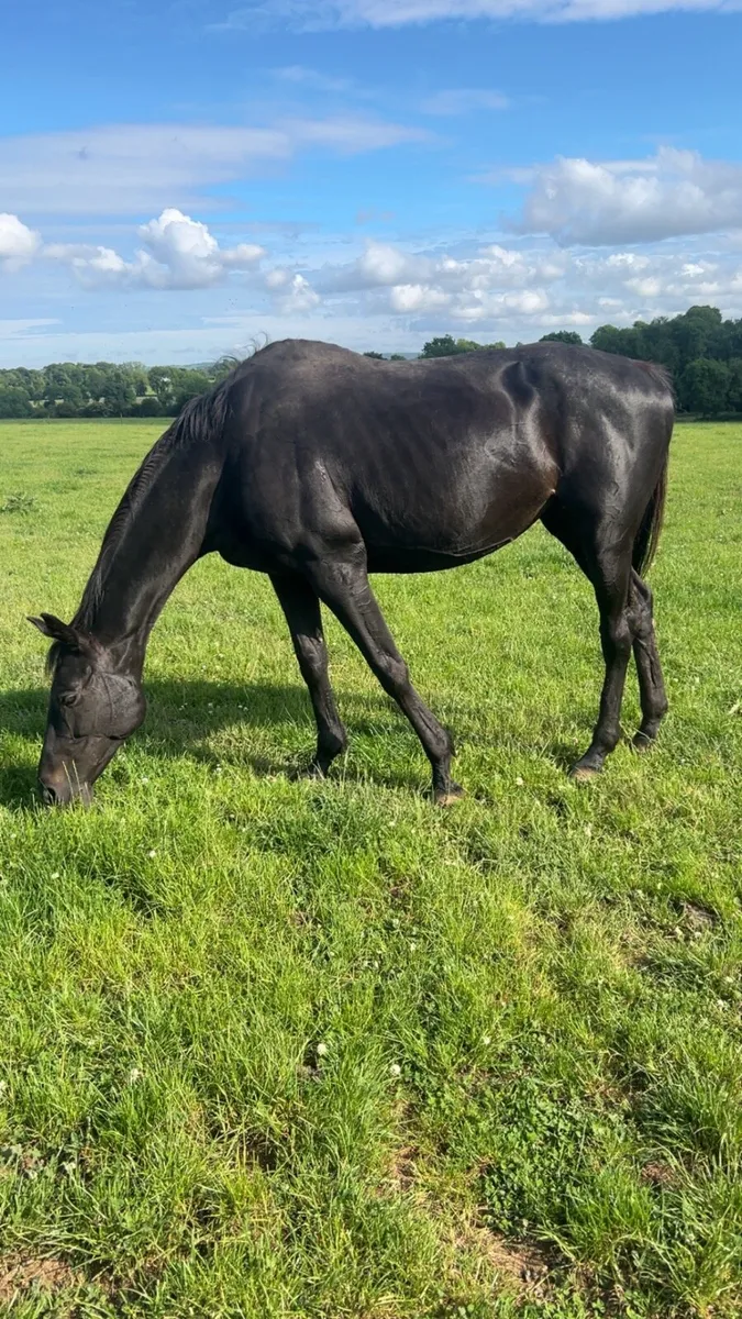 Thoroughbred mare - Image 1