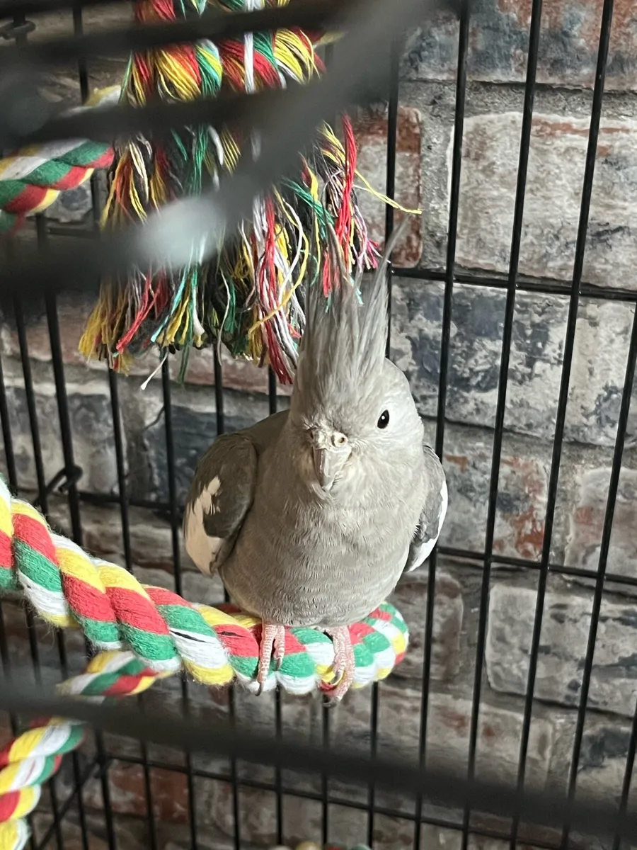 Cockatiel - Image 1