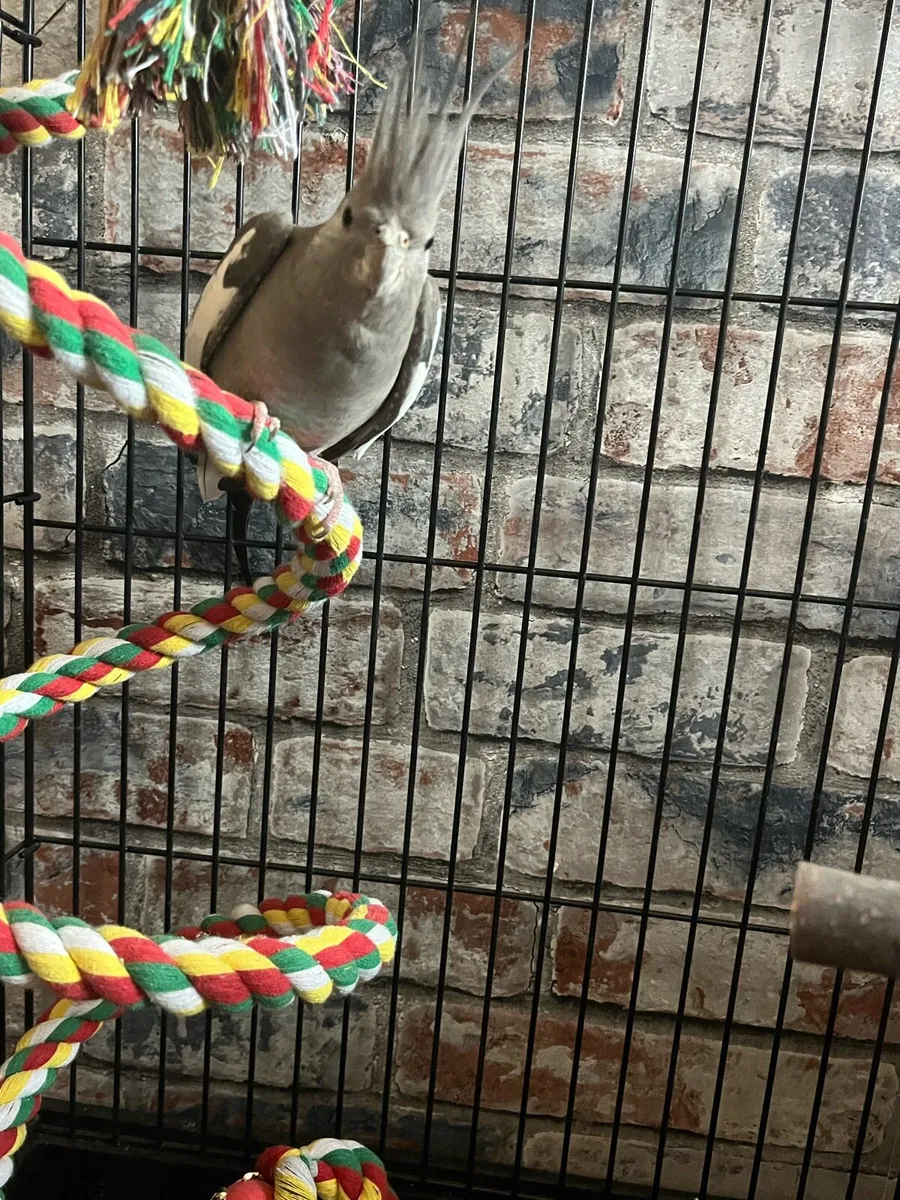 Cockatiel - Image 3