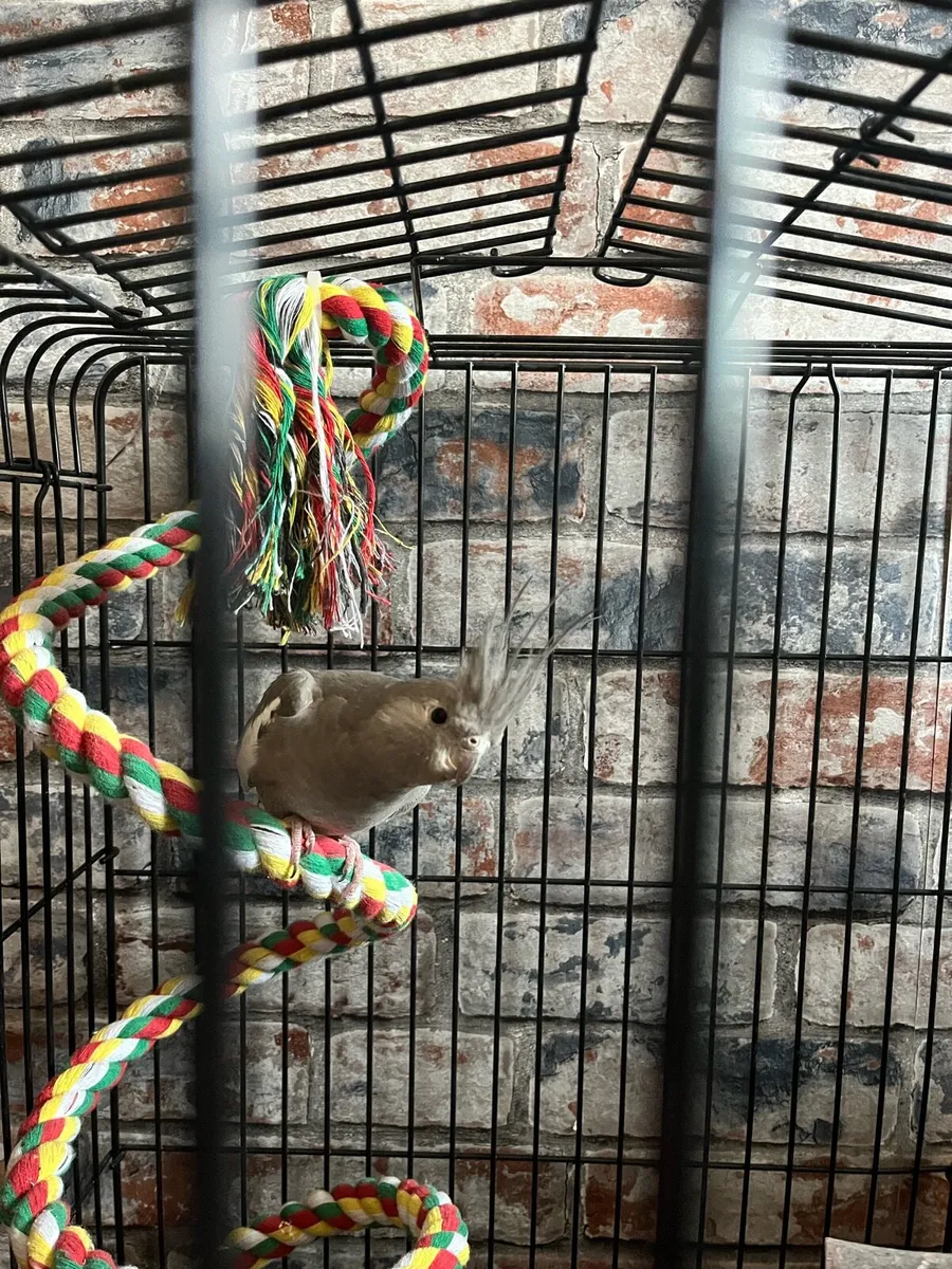 Cockatiel - Image 4