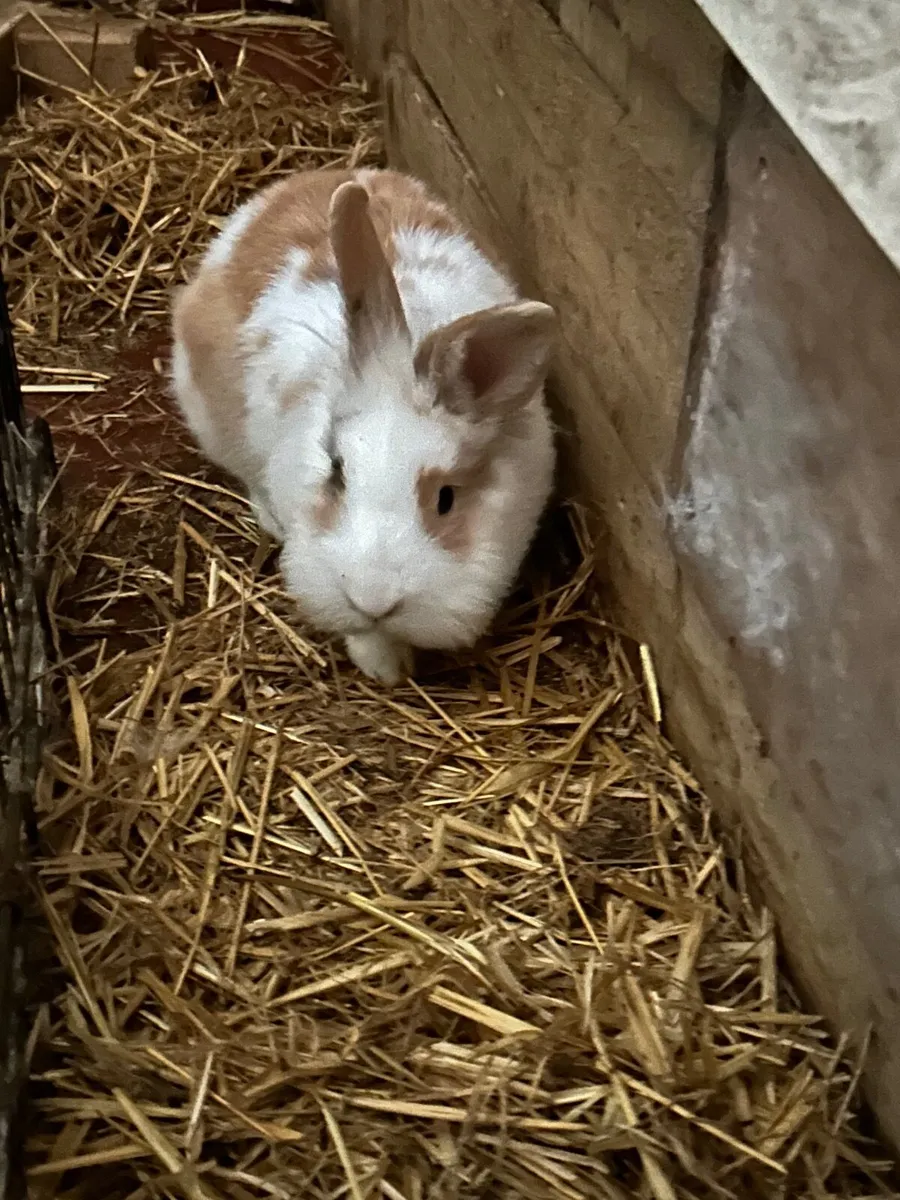 Mini lob female Rabbit cross x2 for sale. 40e each - Image 1