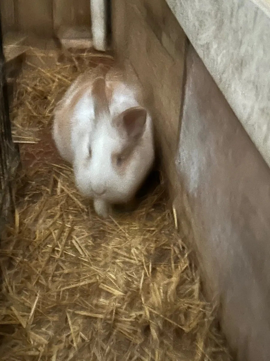 Mini lob female Rabbit cross x2 for sale. 40e each - Image 2