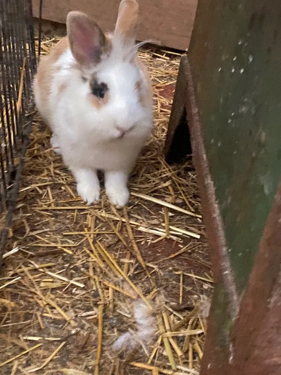 Mini lob female Rabbit cross x2 for sale. 40e each - Image 4