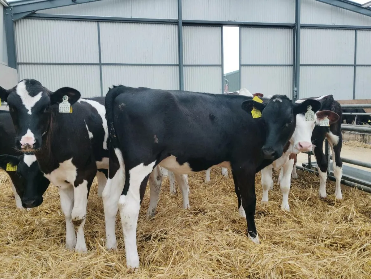 Heifer calves - Image 1