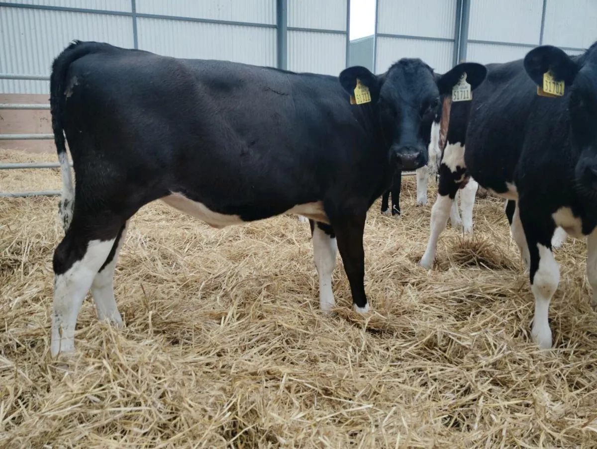 Heifer calves - Image 2