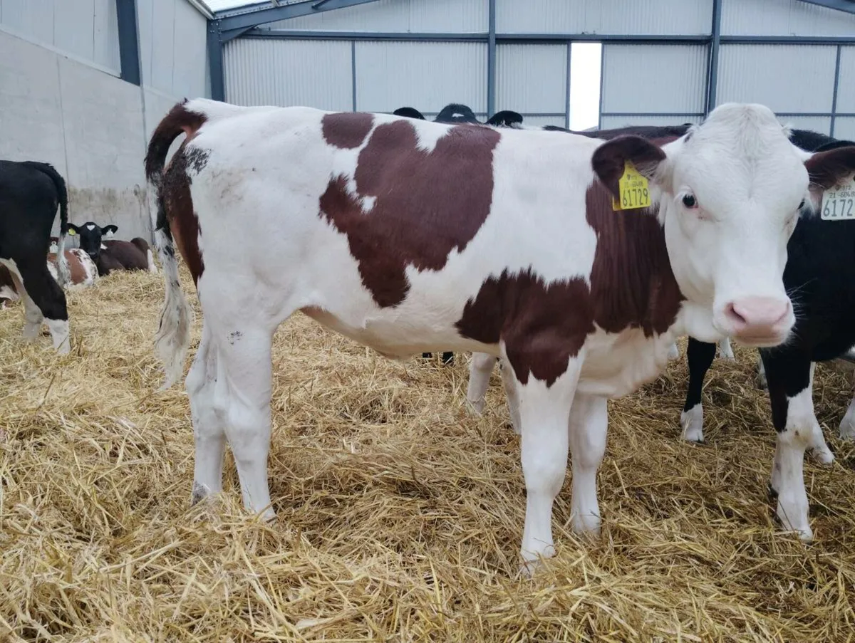 Heifer calves - Image 3