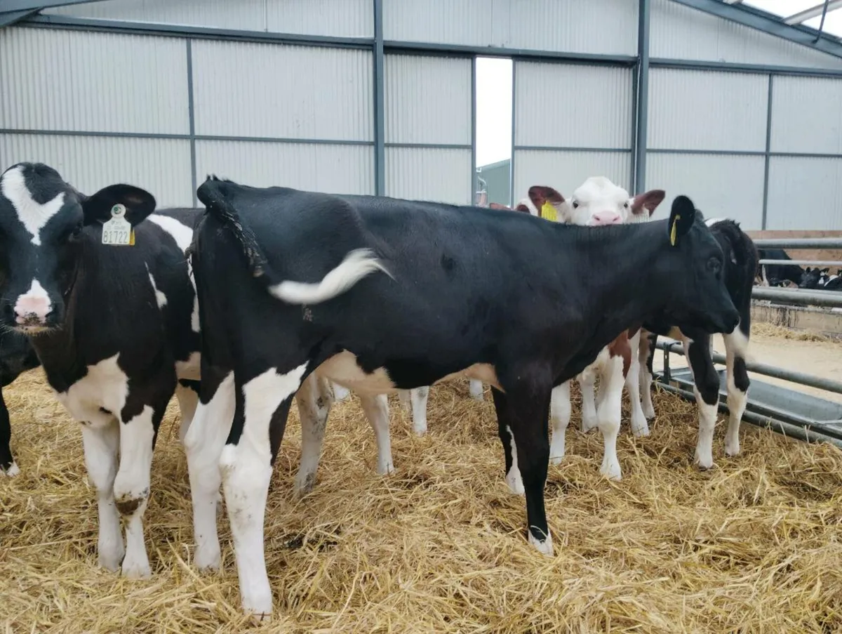 Heifer calves - Image 4