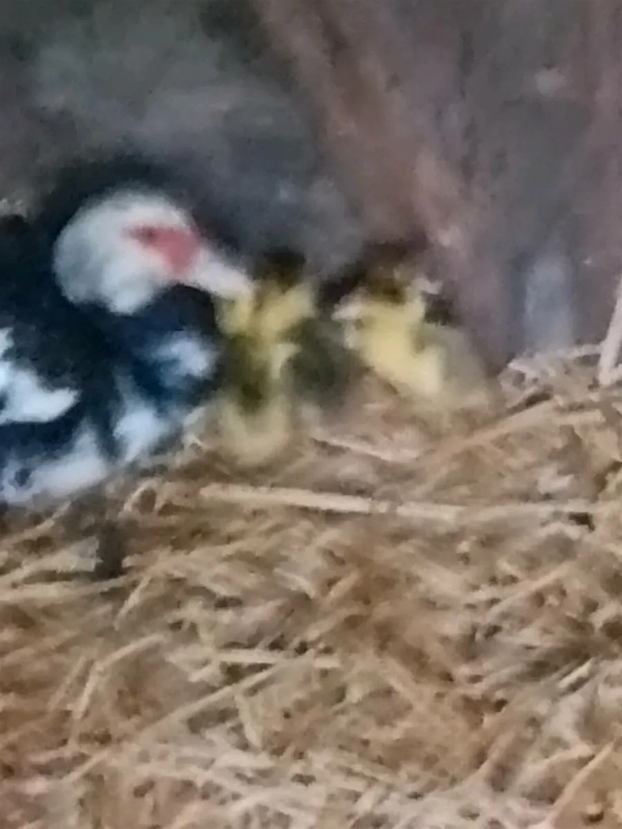 Lovely young duck with 4 ducklings. - Image 1
