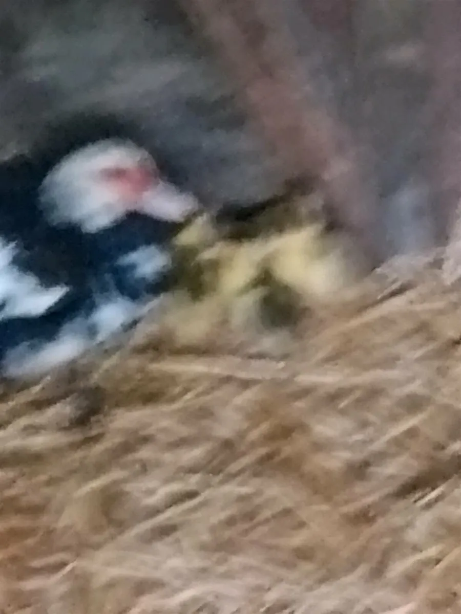 Lovely young duck with 4 ducklings. - Image 2