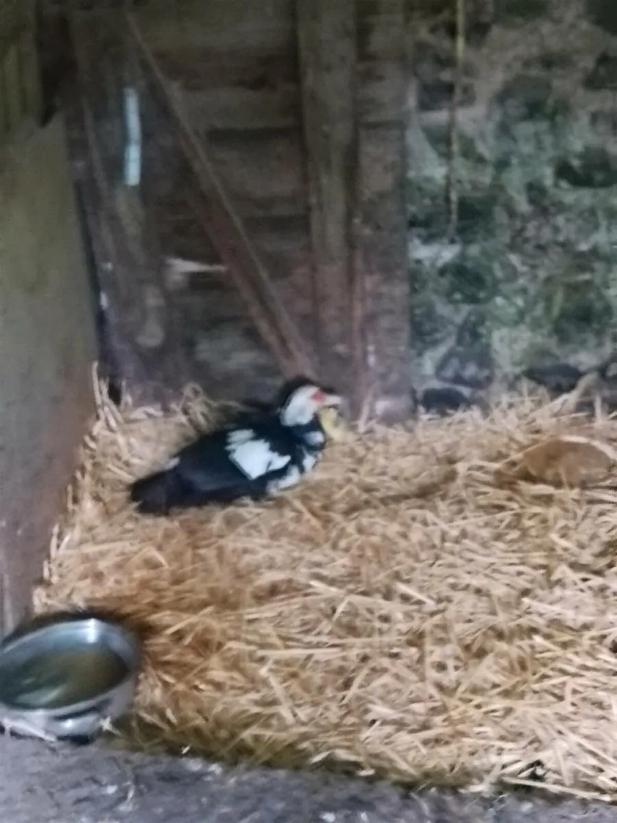 Lovely young duck with 4 ducklings. - Image 3